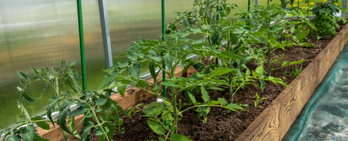 tomatoes in a greenhouse