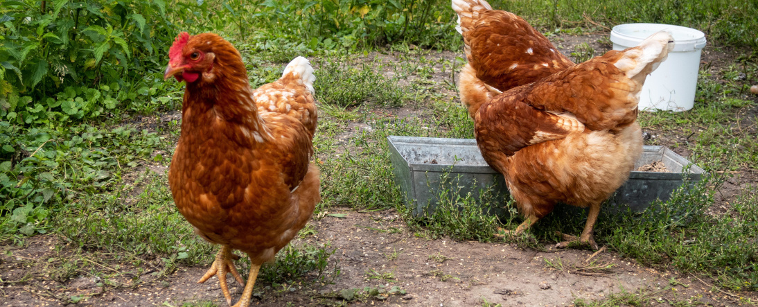 chickens